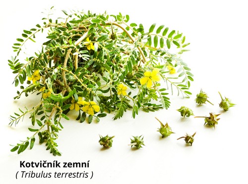 Tribulus terrestris